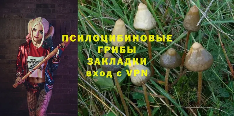 дарнет шоп  Комсомольск-на-Амуре  Галлюциногенные грибы Magic Shrooms 